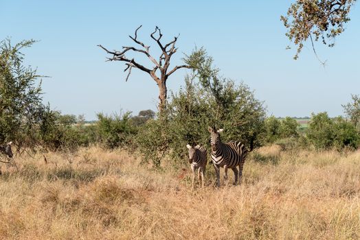 A burchells zebra mare and foal between grass