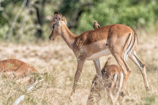 A young impala ram, Aepyceros melampus, with a red-billed oxpecker on its back