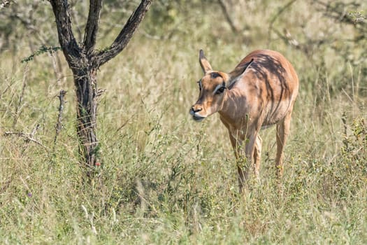 Close-up of an impala ewe, Aepyceros melampus, walking between vegetation