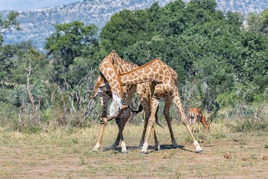 Two bull giraffes fighting with their necks, called necking, in the Mpumalanga Province of South Africa