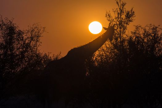 The silhouette of a grazing giraffe against the rising sun, in the Mpumalanga Province of South Africa