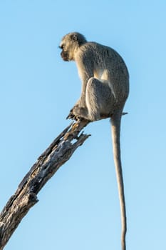 A vervet monkey, Chlorocebus pygerythrus, on a dead tree branch