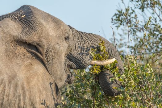 Close-up of an african elephant, Loxodonta africana, browsing on leaves