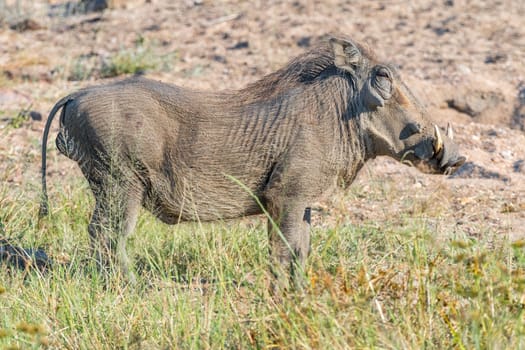 Side view of an adult warthog, Phacochoerus africanus, showing the tail and tusks