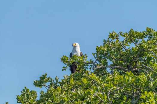 An African fish eagle, Haliaeetus vocifer, in a tree looking to the side