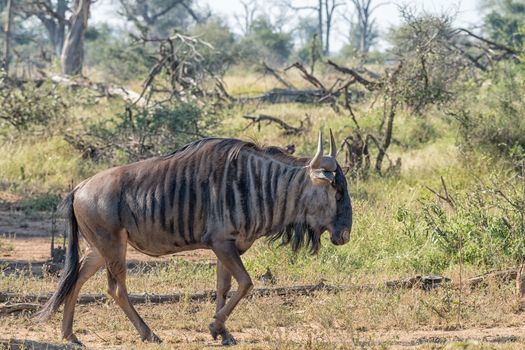 Side view of a blue wildebeest, also called a brindled gnu, Connochaetes taurinus, walking. The tail and horns are visible