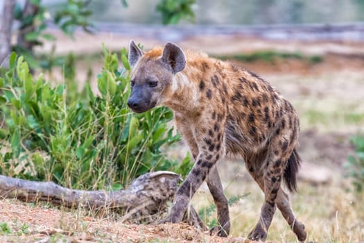A female spotted hyaena, Crocuta crocuta, walking uphill