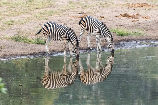 Two Burchells zebras, Equus quagga burchellii, with reflections, at a waterhole