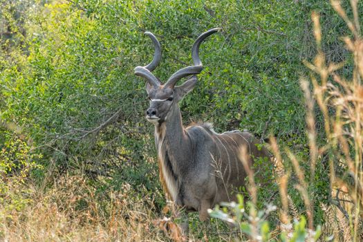 Close-up of a greater kudu bull, Tragelaphus strepsiceros, between bushes