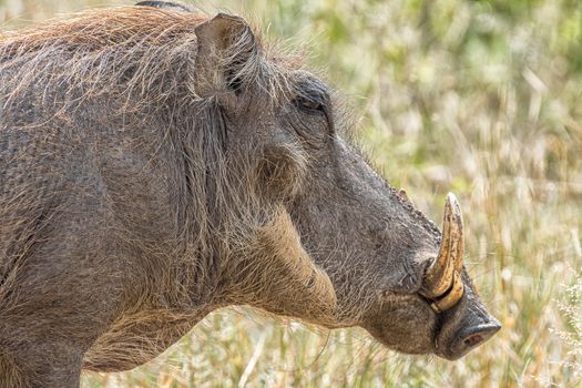A head profile of a common warthog, Phacochoerus africanus
