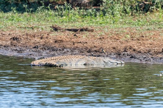 A nile crocodile, Crocodylus niloticus, in Sunset Dam, Mpumalanga