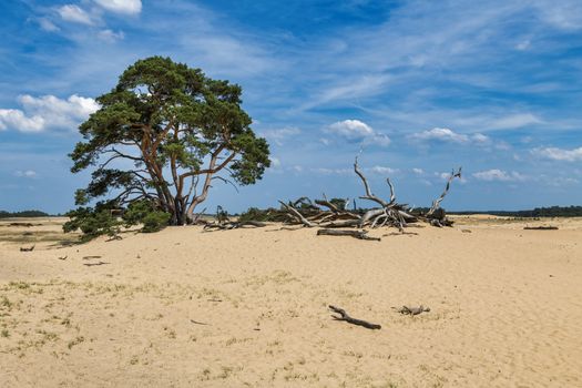 green single tree in national park de hooge veluwe in holland