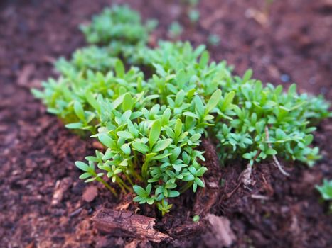 Healthy fresh salad, diet food, organic vitamin, lepidum sativum, vegan microgreen