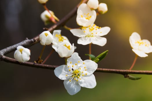 spring flowers growing in march, yellow petals, natural, sunshine, fruittree branch