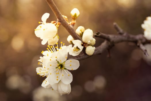 spring flowers growing in march, yellow petals, natural, sunshine, fruittree branch