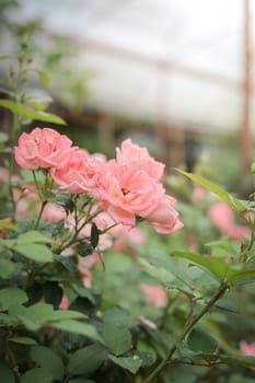 Roses in the garden, Roses are beautiful with a beautiful sunny day.