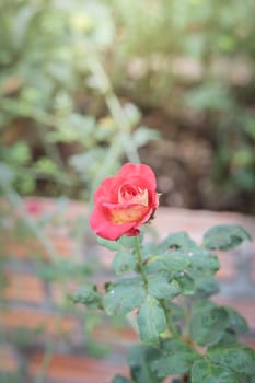 Roses in the garden, Roses are beautiful with a beautiful sunny day.