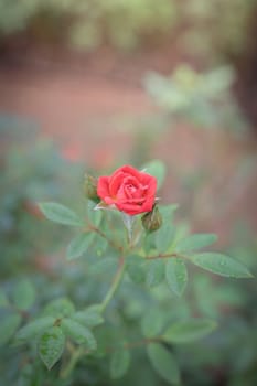 Roses in the garden, Roses are beautiful with a beautiful sunny day.