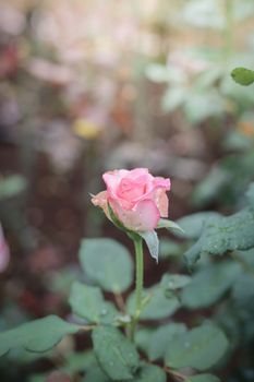 Roses in the garden, Roses are beautiful with a beautiful sunny day.