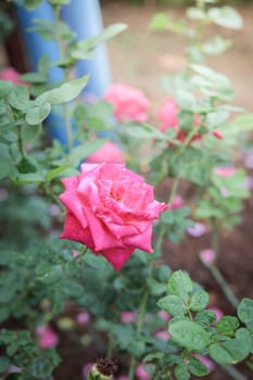 Roses in the garden, Roses are beautiful with a beautiful sunny day.