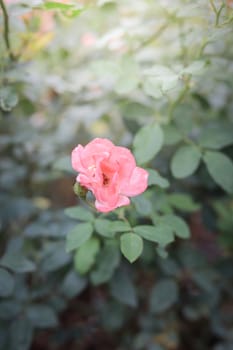 Roses in the garden, Roses are beautiful with a beautiful sunny day.