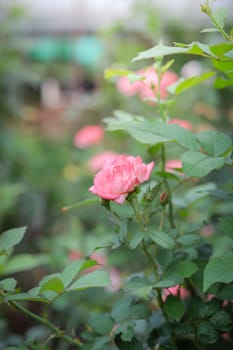 Roses in the garden, Roses are beautiful with a beautiful sunny day.