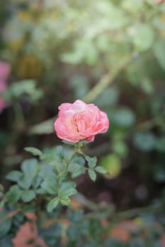 Roses in the garden, Roses are beautiful with a beautiful sunny day.