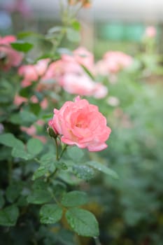 Roses in the garden, Roses are beautiful with a beautiful sunny day.