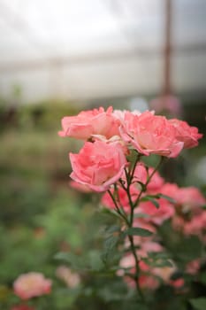 Roses in the garden, Roses are beautiful with a beautiful sunny day.