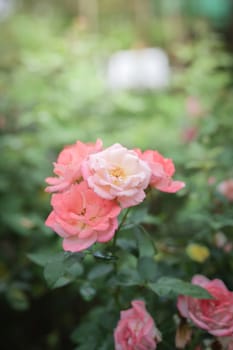 Roses in the garden, Roses are beautiful with a beautiful sunny day.