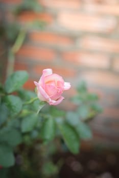 Roses in the garden, Roses are beautiful with a beautiful sunny day.