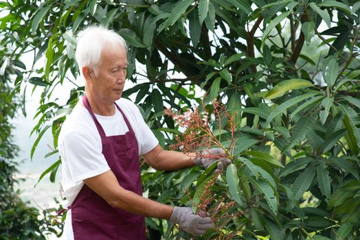 Farmer examining mango tree in orchard.