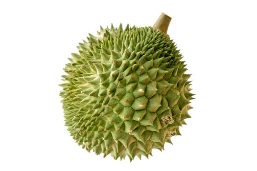 Malaysia famous king of fruits durian Musang King isolated on white background.