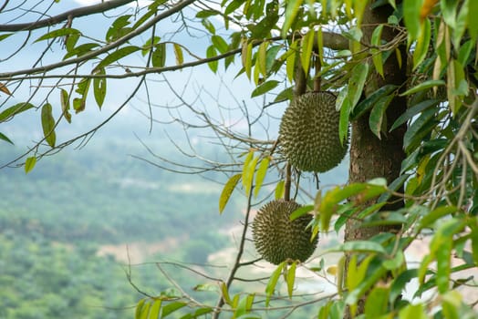 Malaysia famous king of fruits Blackthorn durian tree.