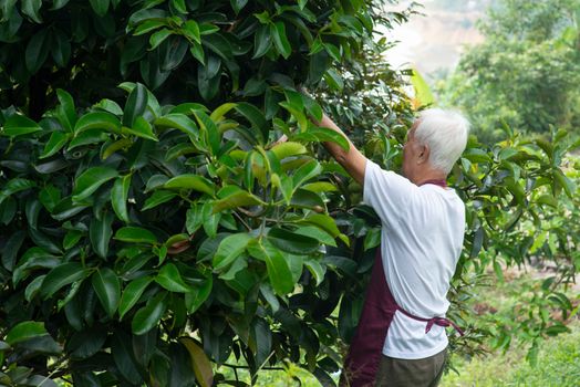 Farmer examining mangoesteen tree in orchard.