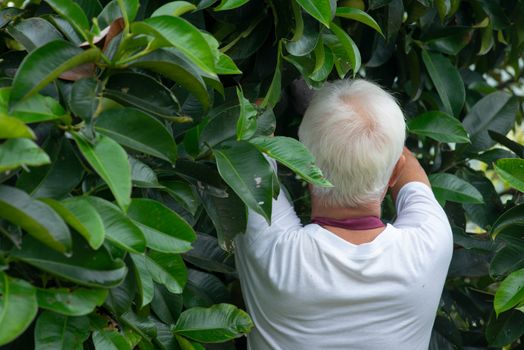 Farmer examining mangoesteen tree in orchard.