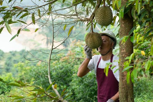 Farmer and Blackthorn durian tree in orchard.