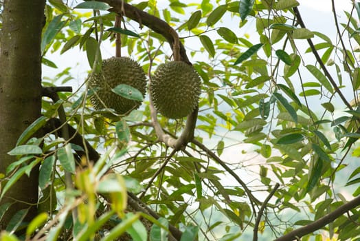 Malaysia famous king of fruits Blackthorn durian tree.