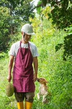 Farmer holding Musang king durian in orchard.