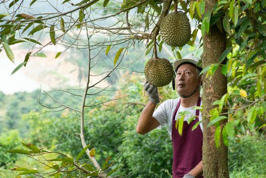 Farmer and Blackthorn durian tree in orchard.