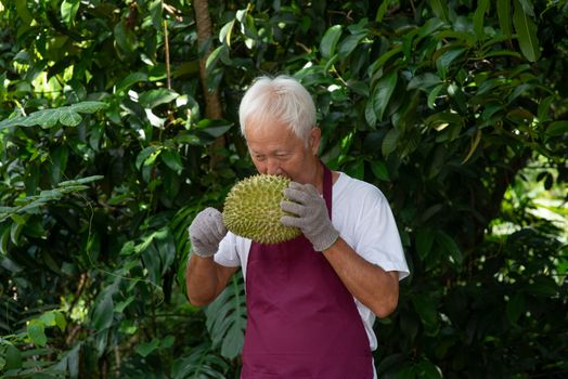 Farmer and musang king durian in orchard.