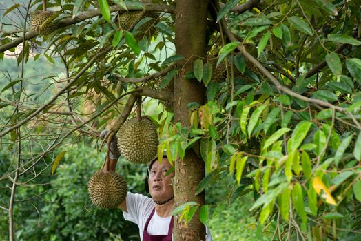 Farmer and Blackthorn durian tree in orchard.