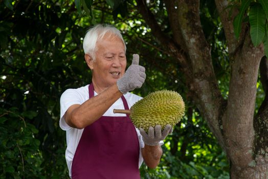 Farmer and musang king durian in orchard.