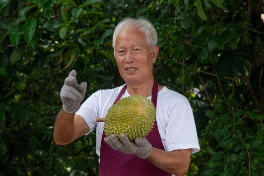 Farmer and musang king durian in orchard.