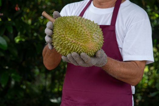 Farmer and musang king durian in orchard.