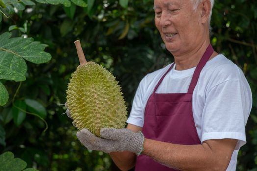 Farmer and musang king durian in orchard.