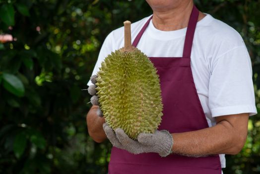 Farmer and musang king durian in orchard.