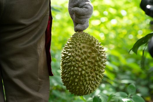 Farmer and musang king durian in orchard.