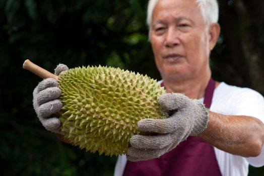 Farmer and musang king durian in orchard.