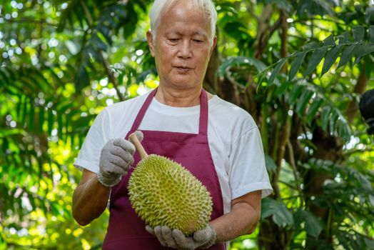 Farmer and musang king durian in orchard.